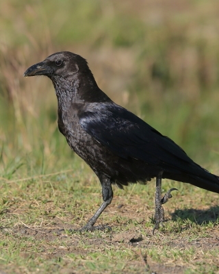 Kruk somalijski - Corvus edithae - Dwarf Raven