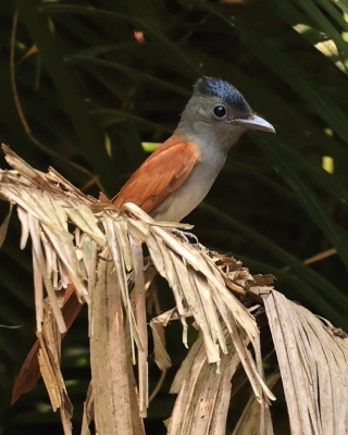 Muchodławka indochinska - Blyth's Paradise-flycatcher - Terpsiphone affinis
