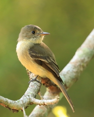 Piwik hispaniolski - Contopus hispaniolensis - Hispaniolan Pewee