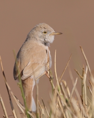 Pokrzewka saharyjska - Curruca deserti - African Desert Warbler