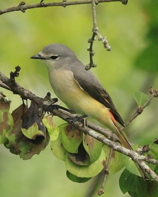 Purpurek złotobrzuchy - Pericrocotus cinnamomeus - Small Minivet