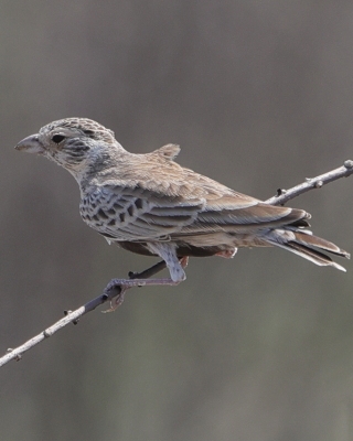 Pustynka białołbista - Eremopterix verticalis - Grey-backed Sparrow-Lark