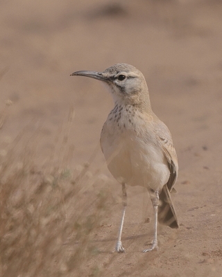 Skowron pustynny - Alaemon alaudipes - Greater Hoopoe-Lark