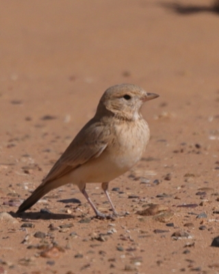 Skowronik rudawy - Ammomanes cinctura - Bar-tailed Lark