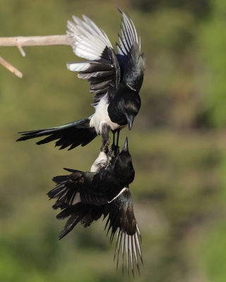 Krukowate - Corvidae -Crows and Jays