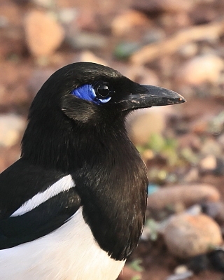 Sroka gołooka - Pica mauritanica - Maghreb Magpie