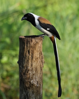 Srokówka białobrzucha - Dendrocitta leucogastra - White-bellied Treepie
