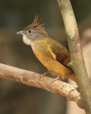 Szczeciak płowy - Puff-throated Bulbul - Alophoixus pallidus