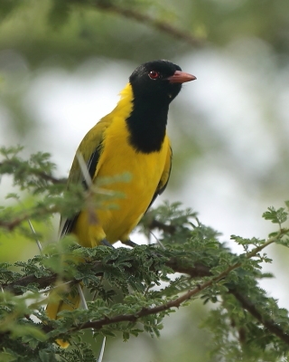 Wilgowate - Oriolidae - Orioles, Figbirds