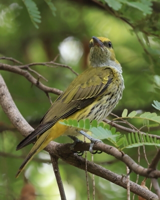 Wilga maskowa - Black-naped Oriole - Oriolus chinensis