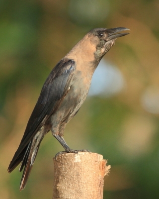 Wrona orientalna - Corvus splendens  - House Crow