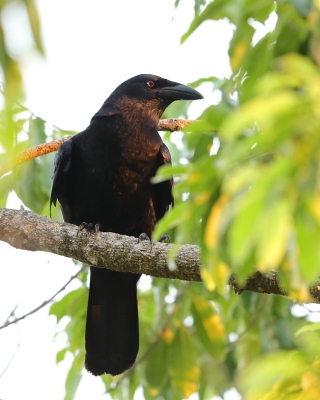Wrona antylska - Corvus leucognaphalus - White-necked Crow