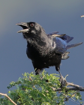 Wrona haitańska - Corvus palmarum - Hispaniolan Palm-Crow