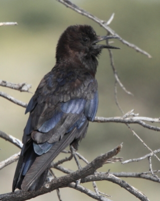 Wrona przylądkowa - Corvus capensis - Cape Crow