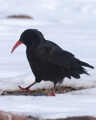 Wrończyk - Pyrrhocorax pyrrhocorax - Red-billed Chough