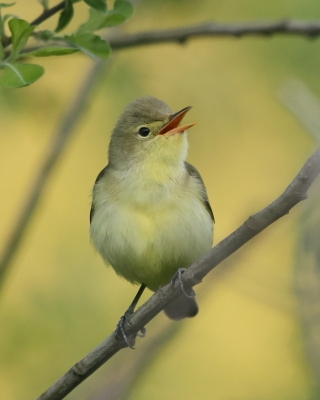 Zaganiacz - Hippolais icterina - Icterine Warbler