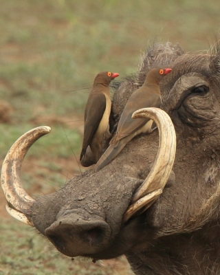 Bąkojad czerwonodzioby - Buphagus erythrorhynchus - Red-billed Oxpecker