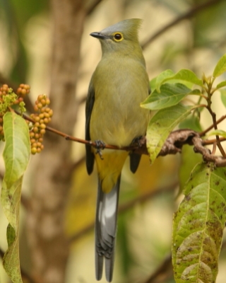 Jedwabniczka długosterna - Ptiliogonys caudatus - Long-tailed Silky-flycatche