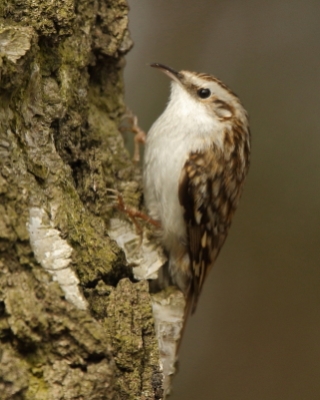 Pełzacz leśny - Certhia familiaris - Eurasian Treecreeper