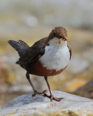 Pluszcz - Cinclus cinclus - White-throated Dipper