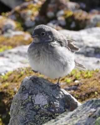 Śnieguła - Plectrophenax nivalis - Snow Bunting