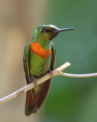 Brylancik złotawy - Heliodoxa aurescens - Gould's Jewelfront