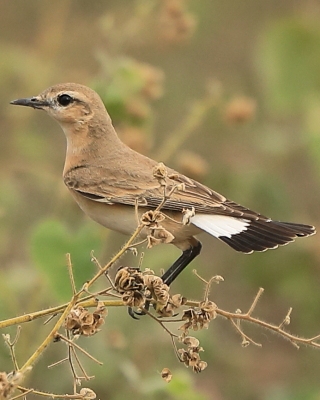Białorzytka płowa - Oenanthe isabellina - Isabelline Wheatear