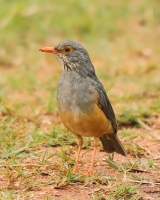 Drozd okularowy - Turdus tephronotus - Bare-eyed Thrush