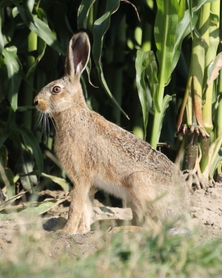 Zając szarak - Lepus europaeus - Eropean hare