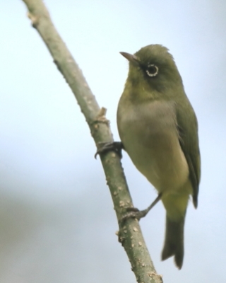Szlarnik sawannowy - Zosterops abyssinicus - Abyssinian White-eye