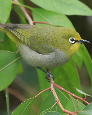 Szlarnik białooki - Zosterops poliogastrus - Ethiopian White-eye