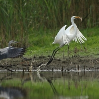 Czapla biała - Ardea alba - Western Great Egret