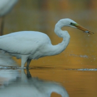 Czapla biała - Ardea alba - Western Great Egret