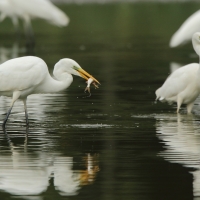 Czapla biała - Ardea alba - Western Great Egret