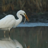 Czapla biała - Ardea alba - Western Great Egret