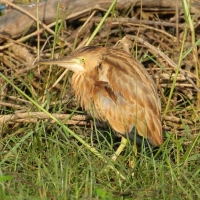 Bączek żółtawy - Ixobrychus sinensis