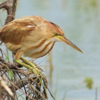Bączek żółtawy - Ixobrychus sinensis