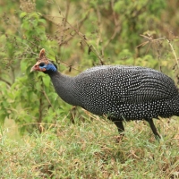 Perlica zwyczajna - Numida meleagris - Helmeted Guineafowl