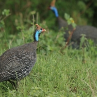Perlica zwyczajna - Numida meleagris - Helmeted Guineafowl