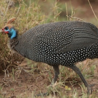 Perlica zwyczajna - Numida meleagris - Helmeted Guineafowl