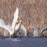 Łabędź krzykliwy - Cygnus cygnus  - Whooper Swan