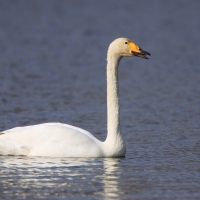 Łabędź krzykliwy - Cygnus cygnus  - Whooper Swan