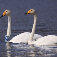 Łabędź krzykliwy - Cygnus cygnus  - Whooper Swan
