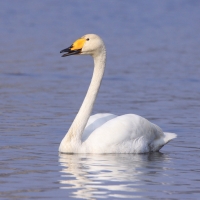Łabędź krzykliwy - Cygnus cygnus  - Whooper Swan