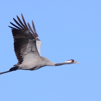 Żuraw - Grus grus - Common Crane