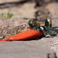 Zaskroniec - Natrix natrix - Grass snake