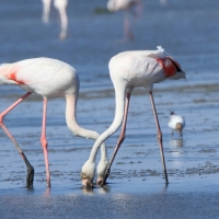 Flaming różowy - Phoenicopterus roseus - Greater Flamingo