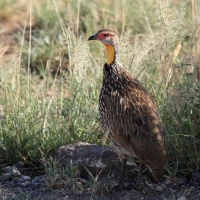 Szponiastonóg żółtogardły - Pternistis leucoscepus - Yellow-necked Spurfowl