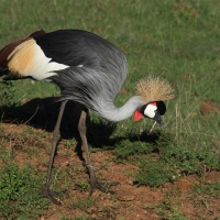 Koronnik szary - Balearica regulorum - Grey Crowned Crane