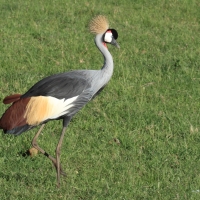 Koronnik szary - Balearica regulorum - Grey Crowned Crane